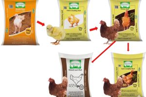 IngoPrimeFeeds_Feed-1 IngoPrimeFeeds_Feed-1