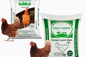 IngoPrimeFeeds_Feed-3 IngoPrimeFeeds_Feed-3