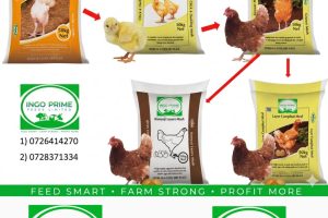 IngoPrimeFeeds_Feed1 IngoPrimeFeeds_Feed1