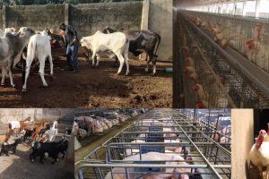 IngoPrimeFeeds_animalsMixed IngoPrimeFeeds_animalsMixed