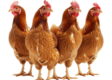 IngoPrimeFeeds_chickens