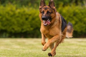 A German Shepherd runs across a meadow A German Shepherd runs across a meadow
