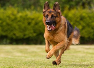 A German Shepherd runs across a meadow