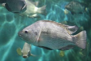 IngoPrimeFeeds_fishTilapia IngoPrimeFeeds_fishTilapia