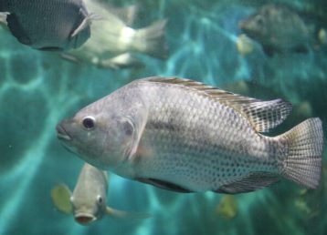 IngoPrimeFeeds_fishTilapia