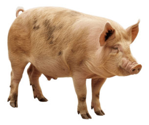 IngoPrimeFeeds_pig