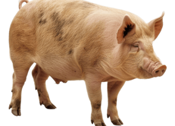 IngoPrimeFeeds_pig
