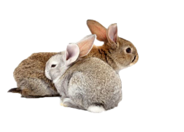 IngoPrimeFeeds_rabbits2